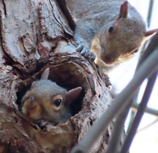 squirrel peeking out of tree, as another squirrel creeps up from behind 