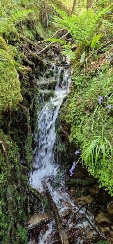 A little waterfall with a multitude of fresh green ferns and other plants.