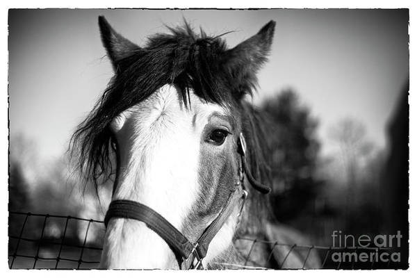 B&W photo of a beautiful horse with focus on the eyes