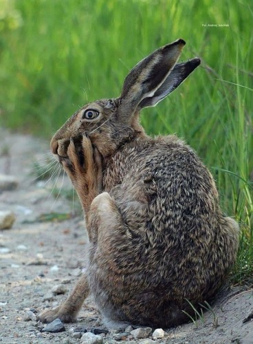 Just a cute hare with its back leg on its face