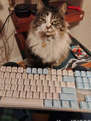 A green-eyed floofy Manx on the other side of a teal keyboard. She’s sitting pretty. Computers (poorly managed) are in the background. There are gamer dice and references to Klimt & Melville.