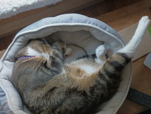 A young tabby cat is sleeping peacefully in her cat bed.  One foreleg is covering her face.  One hind leg, that has a long white boot, is sticking out straight, while the other is tucked in and curled.