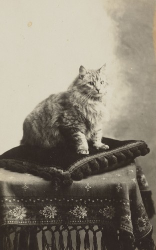 Vintage mild sepia coloured ptoto of a cat on a large cushion on a table. 