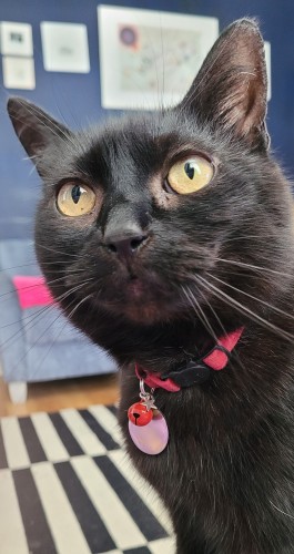 A close up of my black cat's face, as she looks just above the camera. She's wearing a red collar with a bell and silver tag, which stands out against her black fur.