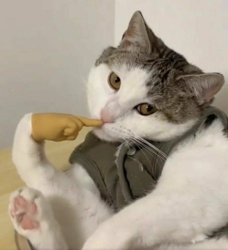 Kitty with plastic hand on paw making it look like it has a human finger in its mouth.