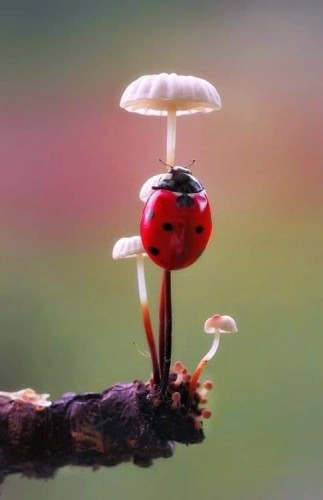 Ladybug and mushrooms