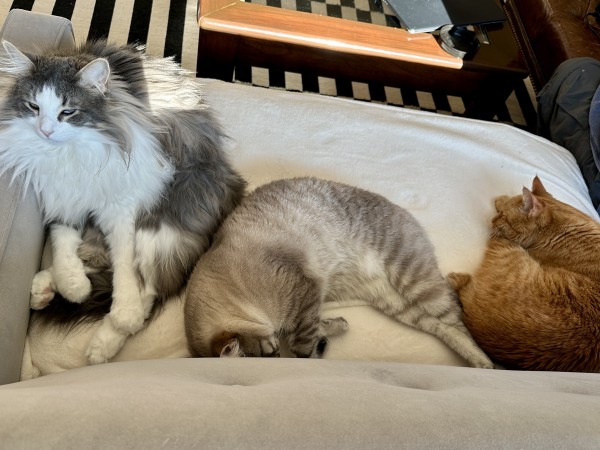 L-R Thor, a fluffy bicolor half-Ragdoll cat facing the camera, Doots, a Lynx Point Siamese, and Loki, a ginger tabby, curled up together on a cream blanket on a grey sofa. 