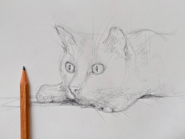 Handmade black and white pencil drawing of a cute cat by artist Karen Kaspar. You see the head and a part of the body, the cat is lying on the ground and looking to the left side, where a pencil lies on the paper.