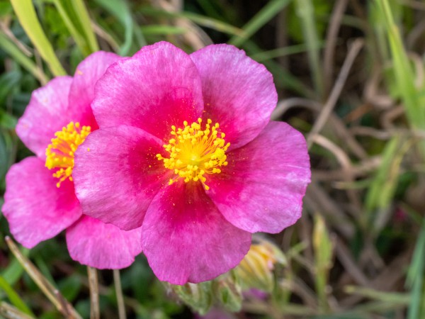 A couple of bright pink flowers with 5 petals and yellow anthers and pollen in the centres.