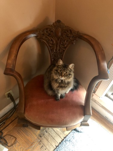 A little fluffy brown tabby cat sits in an elegant French chair of unknown vintage. It looks to be cherry wood with a velvet cushion.