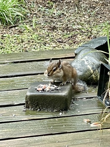A small striped chipmunk on a square stone, its cheeks are bulging with seeds