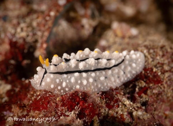 A lumpy white sea slug with black stripes and yellow rhinophores. 