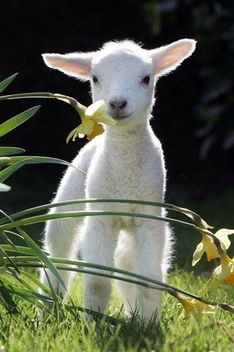 A tiny lamb near a flower plotting how to get its rightful place on the throne after it was smuggled to a indigent family by its evil uncle.