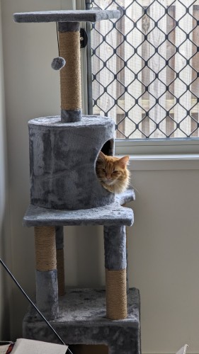 a fluffy ginger cat peering out of the second hidey hole on a three tiered cat tower