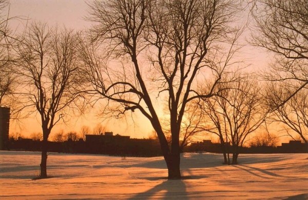 Árboles en un parque totalmente cubierto de nieve, y edificios al fondo. Tanto la nieve como el cielo tienen un marcado tono naranja por la puesta del sol.