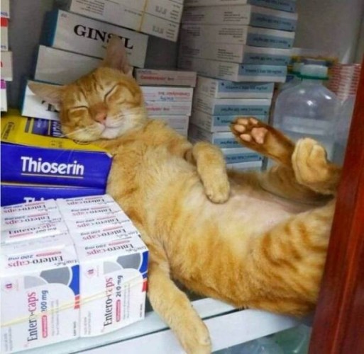 Kitty sleeping in what looks like a cabinet full of prescription drugs. This kitty is sleeping on the job. 