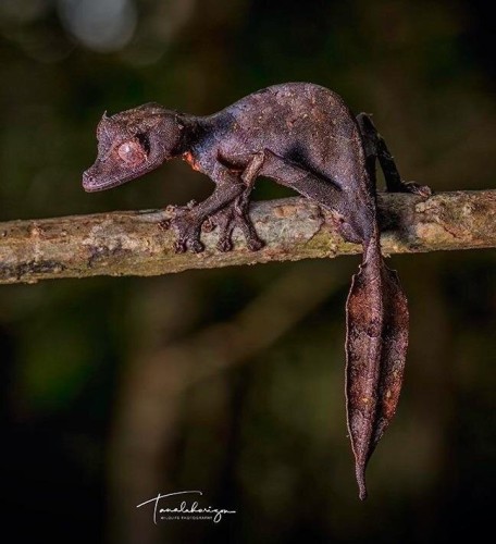The picture shows aSatanic Leaf-tailed Gecko (Uroplatus phantasticus).