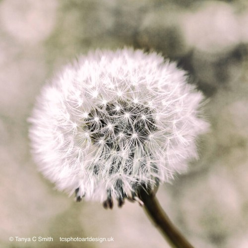 A close-up view captures a dandelion seed head with its delicate white tufts ready to disperse in the wind. The muted background allows the detailed structure of the dandelion to stand out, highlighting its intricate beauty.
