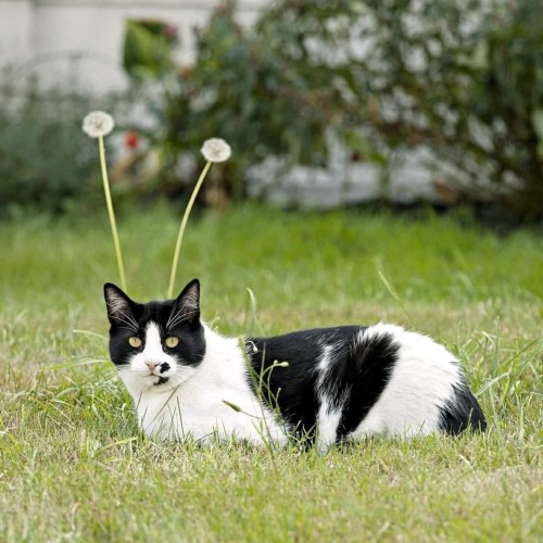 A cat is sitting in front of dandelions, which makes it look like it has antennae.