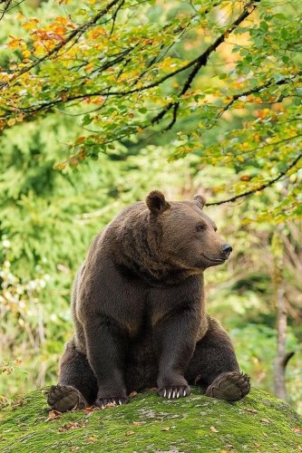 A bear sitting and enjoying life