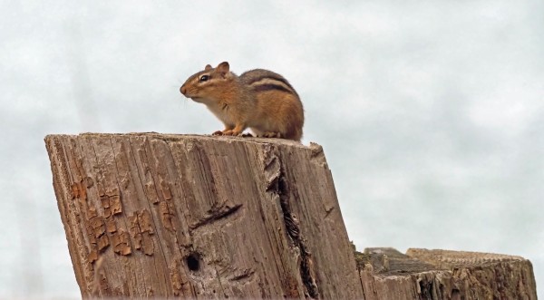 A chipmunk poses on all fours on a stump.