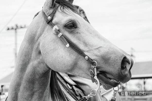 B&W photo close up of a horse calling to companions in the next arena