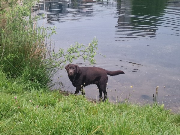 A chocolate brown Labrador, standing in water, looking at the camera. Grass in front, water in the back, some weeds at the side.