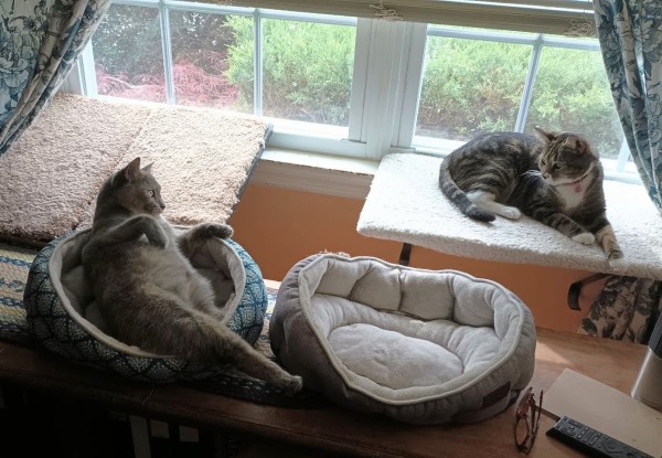 A young tabby cat on the right is lying on a fuzzy white window shelf.  She is watching a grey, orange and white dilute tortoiseshell cat on the left.  The tortie is lying in her turquoise and white bed on a bookcase.  She is lying on her back looking at the tabby.  Her two front legs are in the air.  One hind leg is stretched out straight in an alluring fashion.