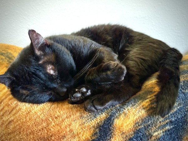 B’rrt, our older black kitty, sleeps the rainy-day blues away..