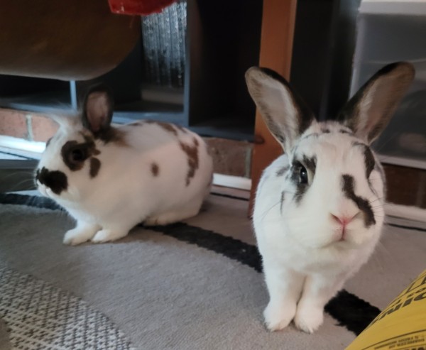 Two rabbits. One looking at the.camers with ears up, the other in the background, both under a chair.