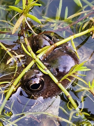 A frog's head close-up sticking out of the water with snout and eyes and waterplants crossed over the head between the eyes.