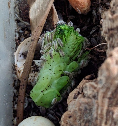 Tons of baby dairy cow isopods swarmed on a piece of broccoli