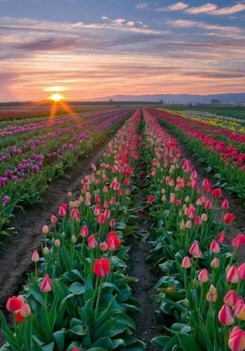 The sun shines on a field of tulips as they do tulip-y things. However, one of these tulips is a murderer. It's the one you LEAST EXPECT.