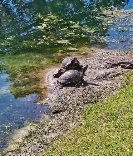 On the muddy bank of a murky pond with bright green seaweed visible beneath the waters and spots of algae floating atop the surface, a family of turtles is enjoying the sunshine and warm weather. The two adults are fairly large, with a small young turtle between them, and all three have their little heads poked out and looking off in the same direction.