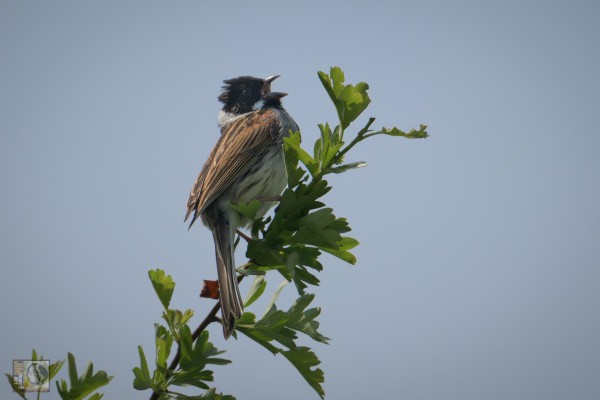 a singing bird atop of a tree