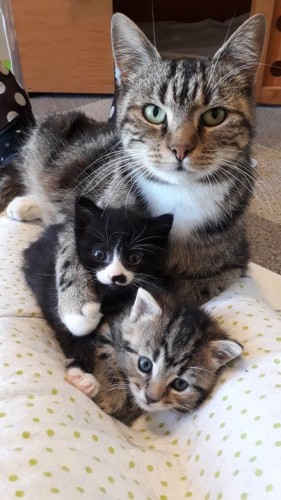 Mama kitty with her two little ones