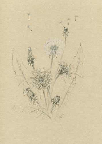 Tribute to dandelions is a pencil drawing by artist Karen Kaspar in portrait format.
A dandelion plant is depicted on ochre-toned paper with buds, blossoming flowers, leaves and dandelions. A few parachutes with seeds are just setting off.
For some people, the dandelion is just an annoying weed. For me, this plant is one of my favourite flowers in spring. The yellow flowers shine like little suns in the spring meadow and create a sunny mood even on dull days. The dandelions bring joy to children of all ages when you come up with a nice wish while blowing away the little seed parachutes and send it on its journey. Dandelion leaves are not just a delicacy for rabbits. They also make a tasty and very healthy salad for us humans.