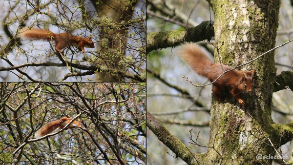 Three photos of a red squirrel scampering around tree tops. The top left one is leaping above a narrow branch, bottom left is peering down from a thing branch in the middle of a dense tree, and the one on the right shows the squirrel gripping on to a moss covered tree trunk.