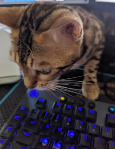 Lillet the #Bengal #Cat climbing underneath my PC monitor and over my keyboard to get to me.