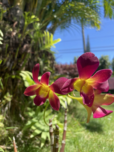Orchid spray with magenta, petals and yellow center, bright blue sky in the background
