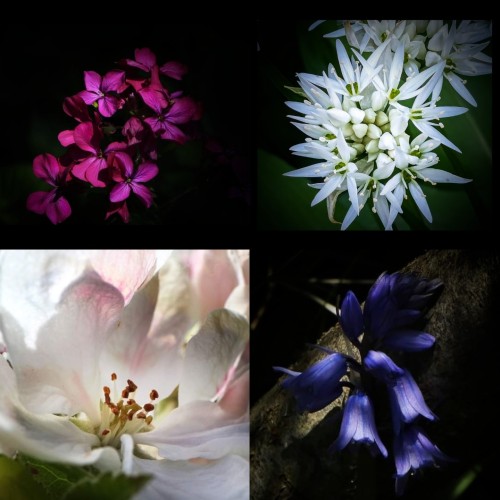 The light and dark of spring.
Suddenly there are flowers everywhere in the woods, new blossoms to attract the pollinators but some like up hide in the shadows - maybe a little shy at how pretty they are.