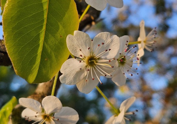 Upwards view into a tree against a blue sky with numerous small, white, five petal blossoms amongst the green tree leaves.
