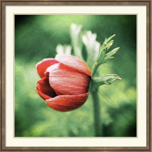A vibrant red poppy flower is in partial bloom against a blurred green background. The petals exhibit delicate textures, and the flower stands in sharp contrast to its environment. I have processed this photograph with some texture layers to give a slightly distressed eroded appearance.