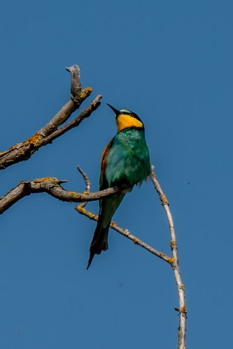 Bee-eater sitting on a branch of a dead tree, frontal view from below against a blue sky. It is surrounded by some dead branches.