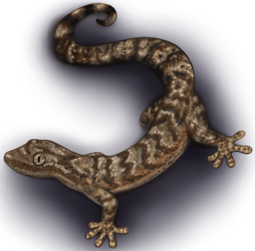 Almost realistic drawing of a brown lizard with brighter and darker spots on its skin, partially curled up in crescent-like shape.
