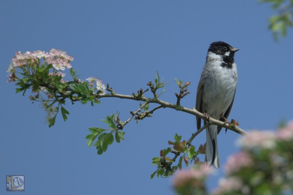 a small bird perched on a branch on a sunny day
