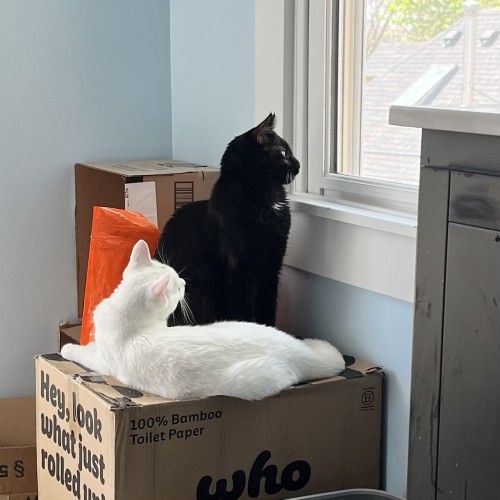 black cat and white cat sit and lay on box and look out window