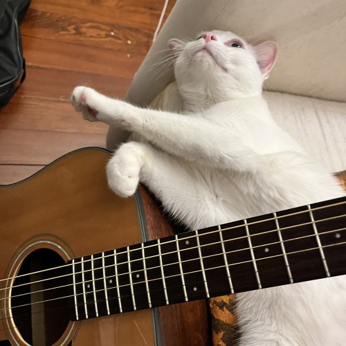 a white cat relaxing on a couch behind the neck of an acoustic  guitar