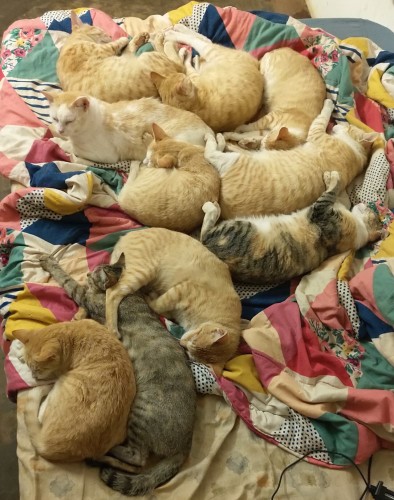 10 cats, mostly orange, piled up and sleeping on top of a crumpled quilt..
