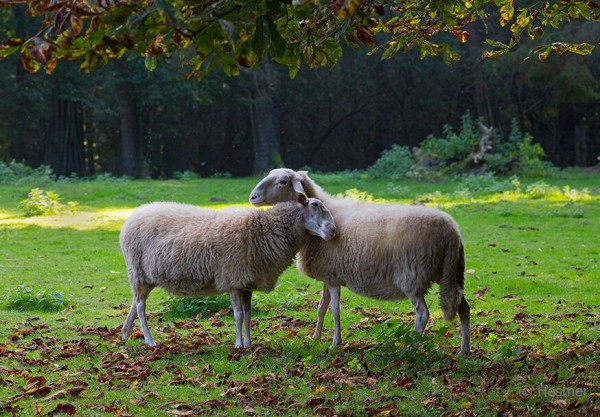 Auf einer Wiese mit etwas Herbstlaub stehen zwei weisse Schafe und umarmen sich mit den Köpfen